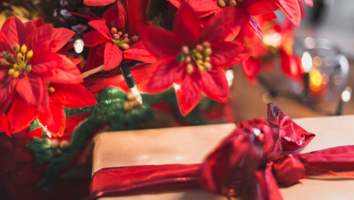 Este es el verdadero significado de la flor de Nochebuena. Foto: Freepik