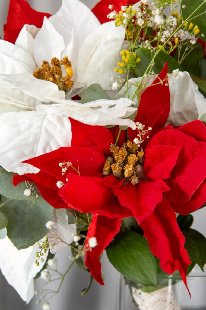 La historia y significado de la flor de Nochebuena, se asocia con la pureza y renovación. Foto: Freepik