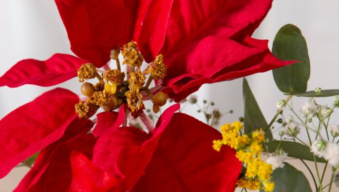La flor de nochebuena se considera símbolo de nueva vida. Foto: Freepik